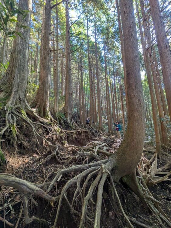 金時山の杉林