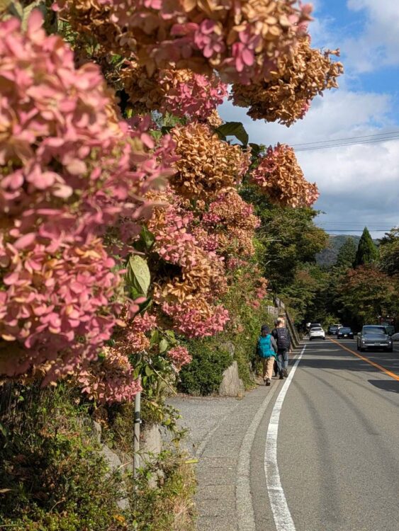 鮮やかな色のアジサイと車道を歩く登山者