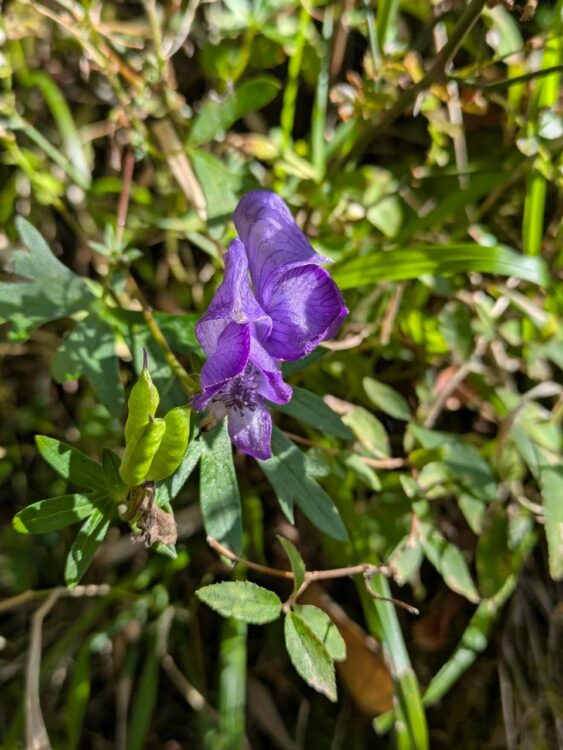 金時山の登山道に咲いていたお花