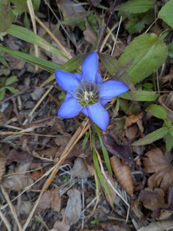 金時山の登山道に咲いていたお花