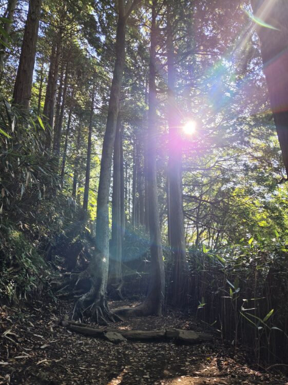 金時山の杉林に差す日差し