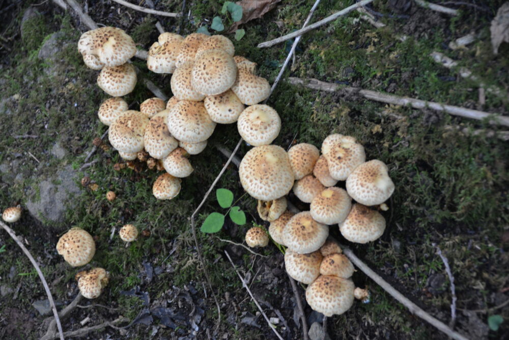 登山道で見つけたキノコ